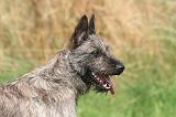 BOUVIER DES ARDENNES 433